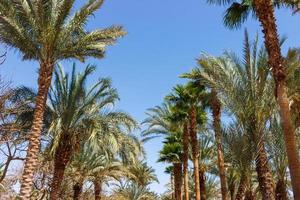 alley of palms on clear sky background photo