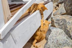 Two cats playing in summer on a beach photo
