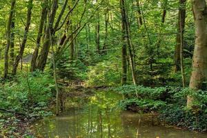 Lush green swamp and tropical forest scene. The sun is peaking through the thick foliage to reveal a gorgeous natural landscape photo