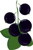 Black currant, illustration, vector on white background.