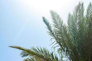 leaves of palm and morning light. Palm leaf against blue sky photo