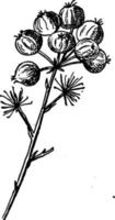 ilustración vintage de semillas de club de hercules. vector