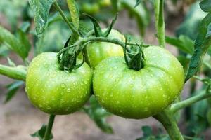 tomates verdes grandes jóvenes después de la lluvia que crecen en el jardín foto