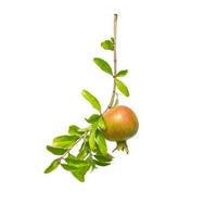 Orange Pomegranate or Garnet on branch isolated on white background photo