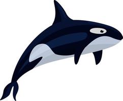 Killer whale, illustration, vector on white background