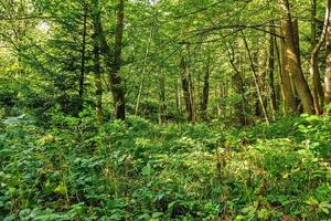 forest trees. nature green wood backgrounds Sunny Day photo