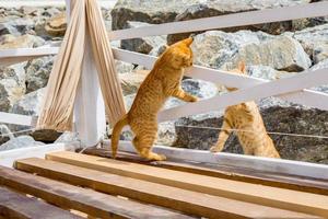 Two cute kittens playing on the stone photo