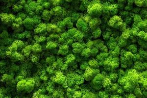 Reindeer moss wall, green wall decoration Cladonia rangiferina interior mock up textured photo