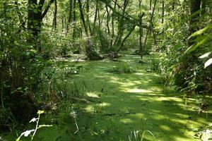 Lush green swamp and tropical forest scene. photo