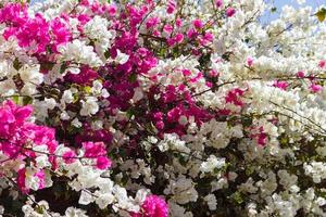 tropical pink and white bougainvillea flowers background photo