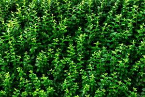 fondo de hojas verdes. pared de hojas pequeñas con textura foto