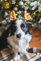 Funny portrait of cute puppy dog border collie wearing Christmas costume deer horns hat near christmas tree at home indoors background. Preparation for holiday. Happy Merry Christmas concept. photo