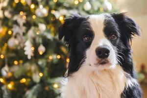 Funny cute puppy dog border collie near Christmas tree at home indoors. Dog and Christmas tree with defocused garland lights. Preparation for holiday. Happy Merry Christmas time concept. photo