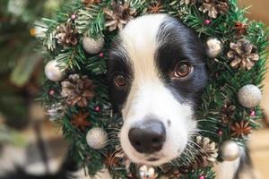 Funny cute puppy dog border collie wearing silly costume Christmas wreath near Christmas tree at home indoor. Preparation for holiday. Happy Merry Christmas concept. photo