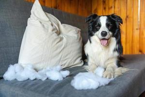 Naughty playful puppy dog border collie after mischief biting pillow lying on couch at home. Guilty dog and destroyed living room. Damage messy home and puppy with funny guilty look. photo