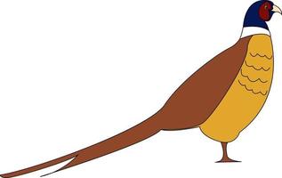 Pheasant bird, illustration, vector on white background.