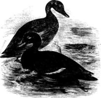 Velvet Scoter, vintage illustration. vector