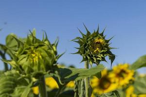 Beautiful blooming yellow sunflowers in the summer photo