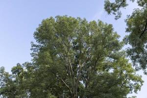 diferentes árboles que crecen juntos en el bosque foto