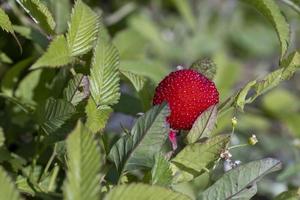 red berry from red strawberries crossed with raspberries photo