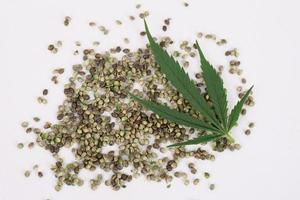 hemp seeds and green cannabis leaf on white background photo