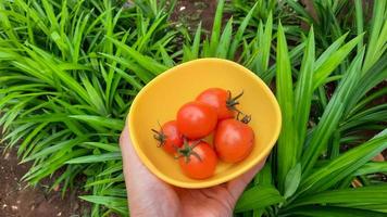 Left hand holding a yellow bowl filled with red tomatoes on a pandanus plant background 02 photo