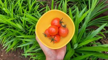 Left hand holding a yellow bowl filled with red tomatoes on a pandanus plant background 03 photo