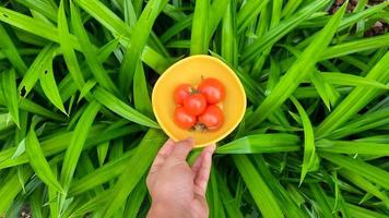 mano izquierda sosteniendo un tazón amarillo lleno de tomates rojos sobre un fondo de planta pandanus 01