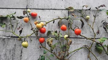 listo para cosechar la planta de tomate contra una pared de ladrillos 10 foto