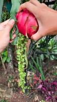 The process of picking ripe dragon fruit from the tree 01 photo