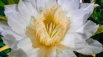 Close up, Dragon fruit flower that blooms at night 06 photo