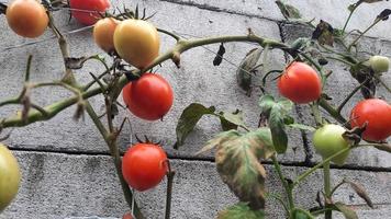 Ready  to harvest tomato plant against a brick wall 05 photo