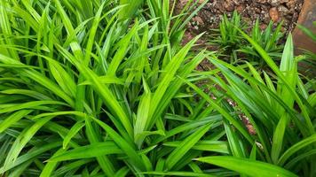 fondo de planta de hoja pandan, huele bien y se puede utilizar como colorante alimentario natural 04 foto