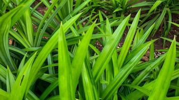 fondo de planta de hoja pandan, huele bien y puede usarse como colorante alimentario natural 07 foto