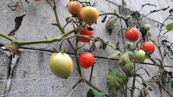 Ready  to harvest tomato plant against a brick wall 08