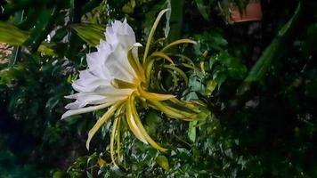 Dragon fruit flower that blooms at night 01 photo