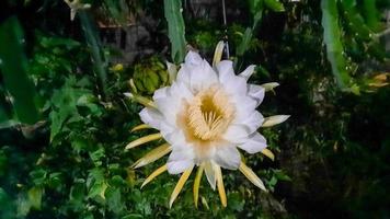 Close up, Dragon fruit flower that blooms at night 02 photo