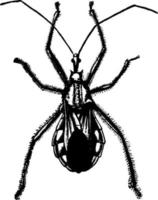 Wheel Bug, vintage illustration. vector