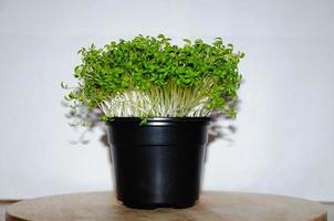 microgreens in a pot grow, the concept of healthy eating photo