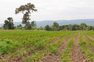 Cassava plantation field photo