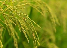 close up cereal rice photo