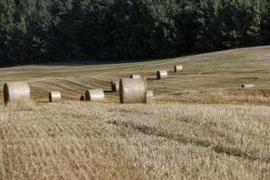 A field with cereals in the summer photo