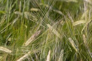 An agricultural field where ripening cereal wheat grows photo