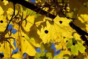 Yellowing maple foliage in the autumn season photo