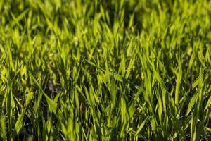 Green grass with a lot of damage and defects photo