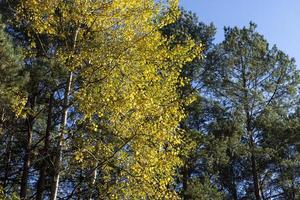 naturaleza otoñal con árboles durante la caída del follaje colorido foto