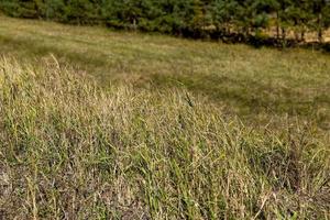 Green grass with a lot of damage and defects photo