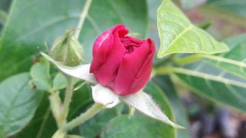 A beautiful view of a  rose bud photo