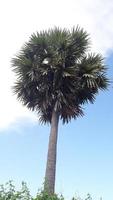 A beautiful view of a  Palm tree photo