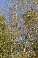 Birch forest with trees with yellow and green foliage photo